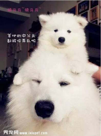 這些習慣，會讓狗狗“長命百歲”