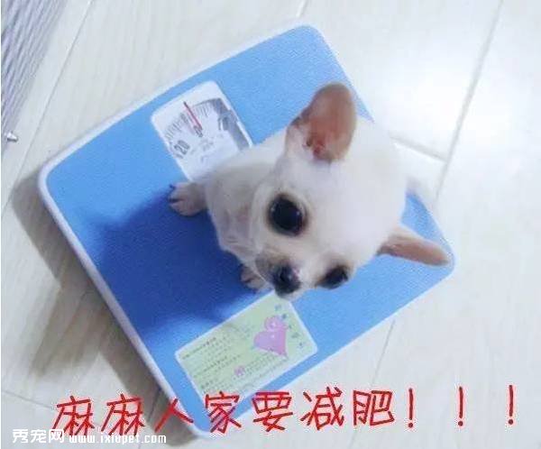 這些習慣，會讓狗狗“長命百歲”