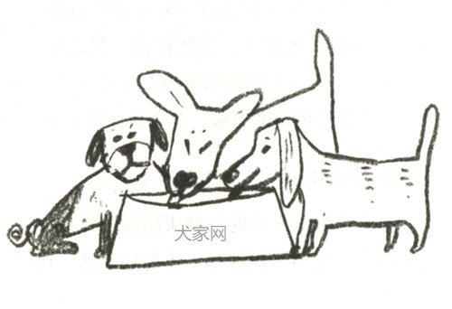 狗狗怎麼吃都不厭的美味:炖小羊肉