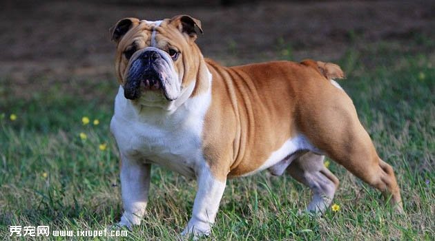 斗牛獒犬圖片欣賞5