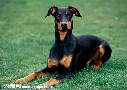 杜賓犬為什麼要剪耳朵？有什麼好處？