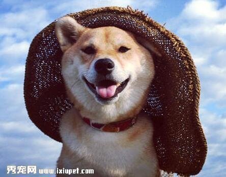 柴犬三個月吃多少