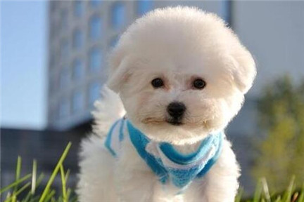 比熊犬一頓吃多少