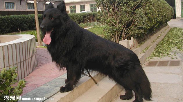黑熊犬圖片