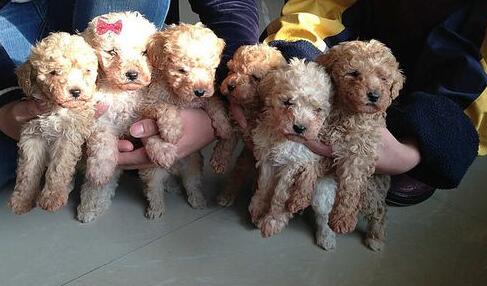 貴賓犬可以吃肉嗎