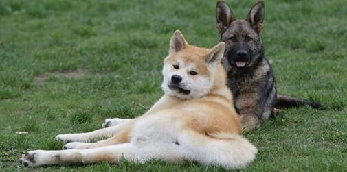 秋田犬各階段體重	