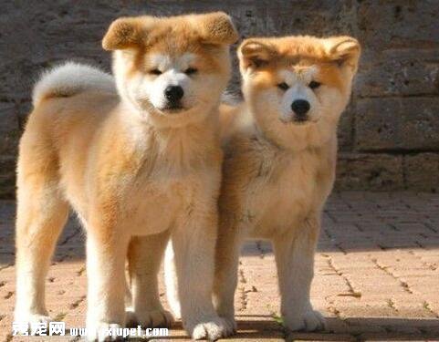 秋田犬各階段體重	