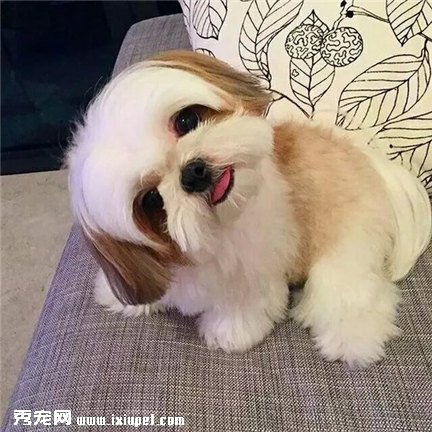 西施犬好養嗎
