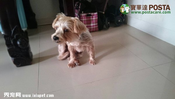 愛抓癢就是過敏跡象！別讓毛孩抓不停