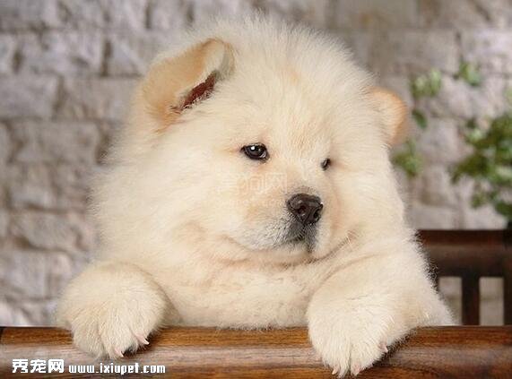 松獅犬