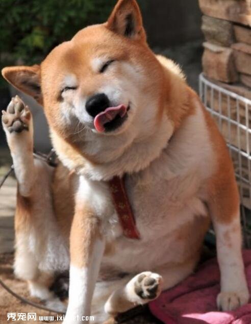 秋田犬