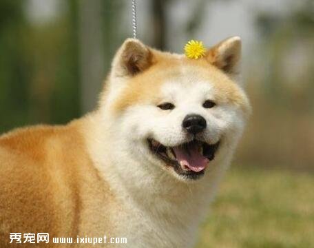 秋田犬