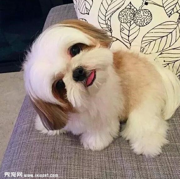 西施犬
