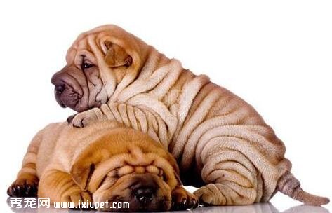 沙皮犬