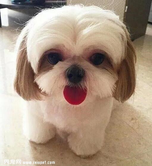 西施犬