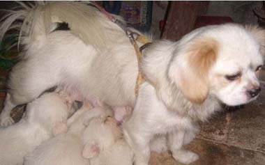 剛出生的幼犬3個喂養要點