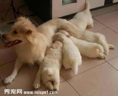 哺乳期母犬喂養要點