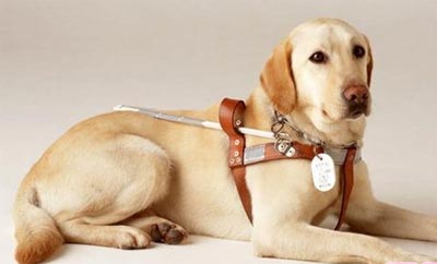 母犬什麼時候開始發情？