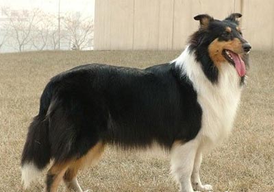 種母犬如何挑選？