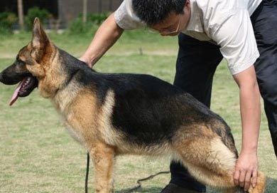 如何選擇一只好的公犬？