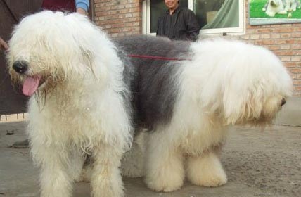 犬的選配四個原則