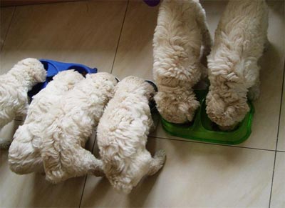 怎麼給狗狗換狗糧呢？