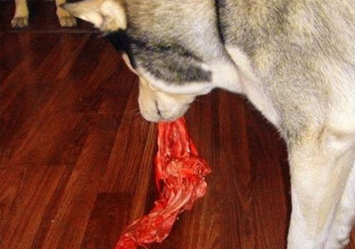 狗狗能不能吃生肉呢？