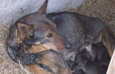 母犬哺乳期如何護理？