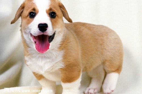 產後的母犬應該如何照顧?