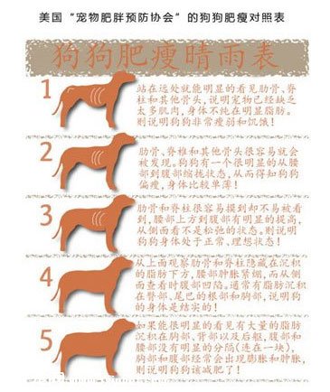 怎樣能知道狗狗已經肥胖了呢？