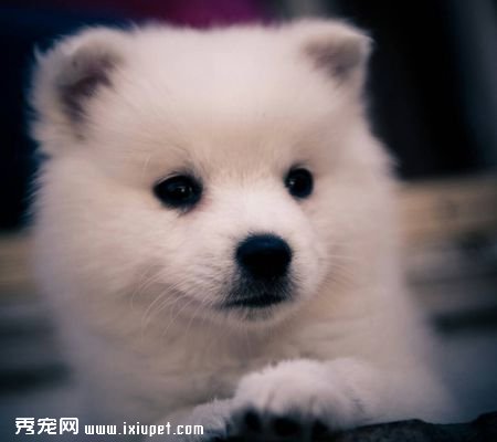狗狗