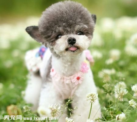 狗狗
