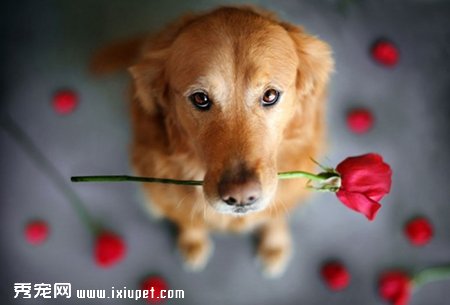 狗狗