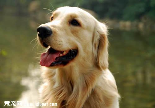 金毛犬出現便秘應該怎麼辦