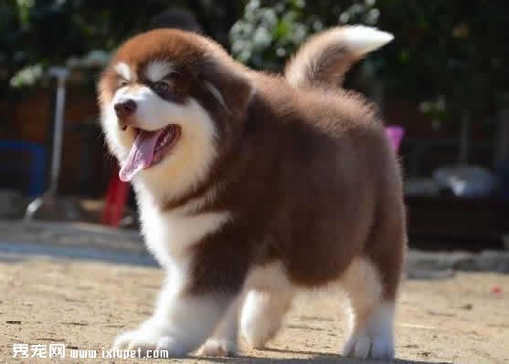 阿拉斯加犬吃什麼好？不能吃什麼