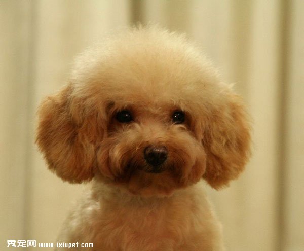 最齊全的玩具貴賓犬(泰迪)介紹！