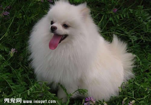 多大的博美犬能進行配種
