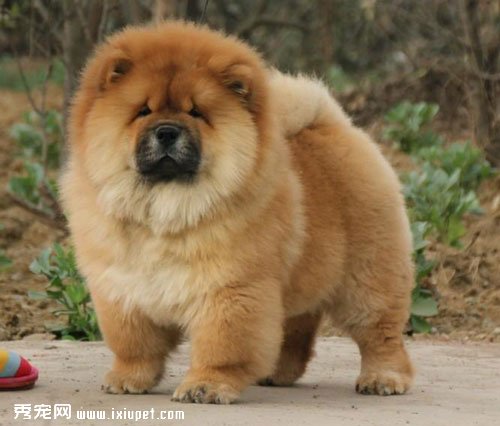 【松獅犬飼養】幼犬松獅好養嗎？