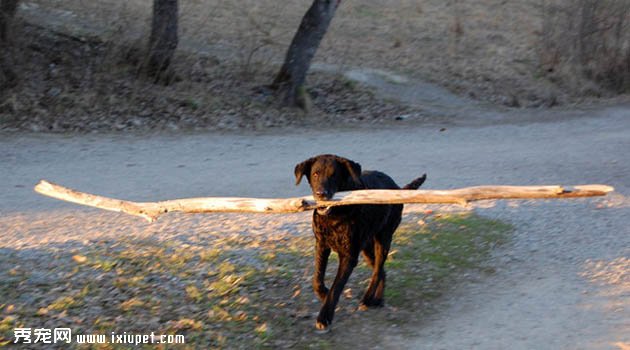 卷毛尋獵犬圖片欣賞3