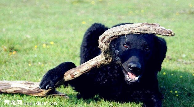 卷毛尋獵犬圖片欣賞2