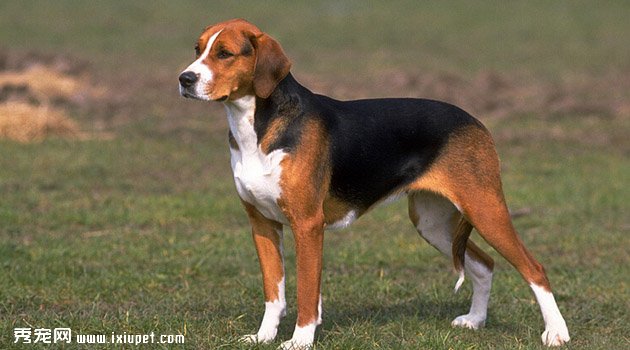 英法小獵犬價格