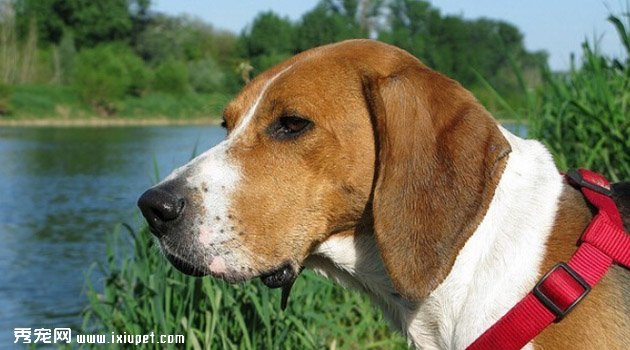 英法小獵犬