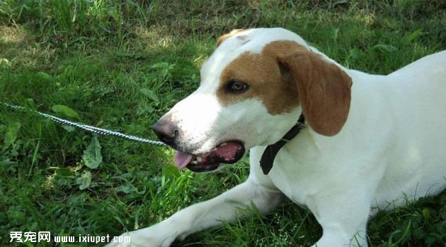 依斯特拉短毛獵犬圖片欣賞1