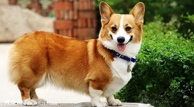 柯基犬健康2