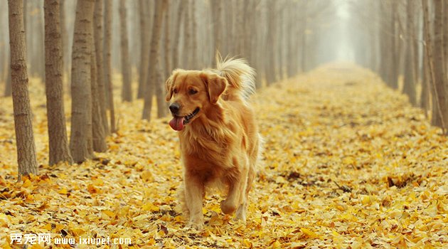 金毛犬挑食1