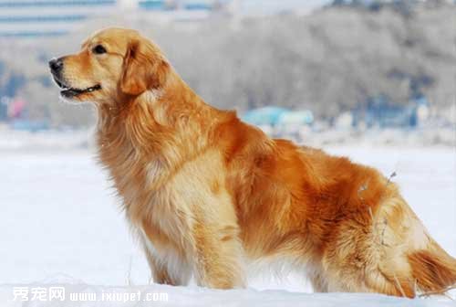 金毛犬常見症狀有哪些？金毛犬疫病防治匯總【圖】