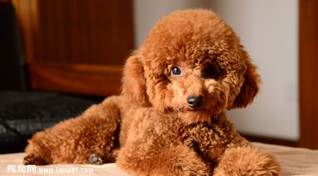 泰迪犬食量2