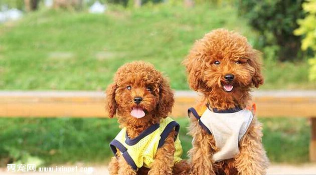 泰迪犬2
