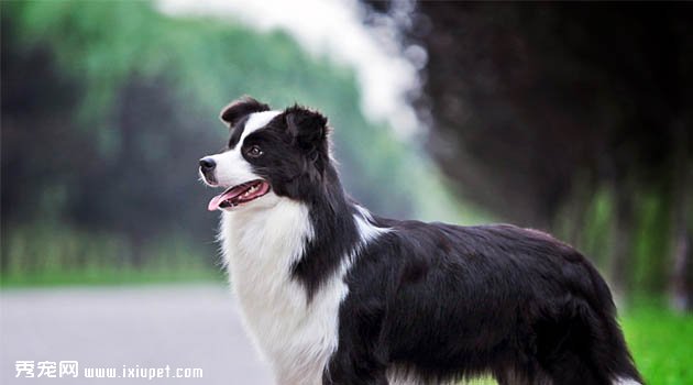 邊境牧羊犬圖片欣賞5