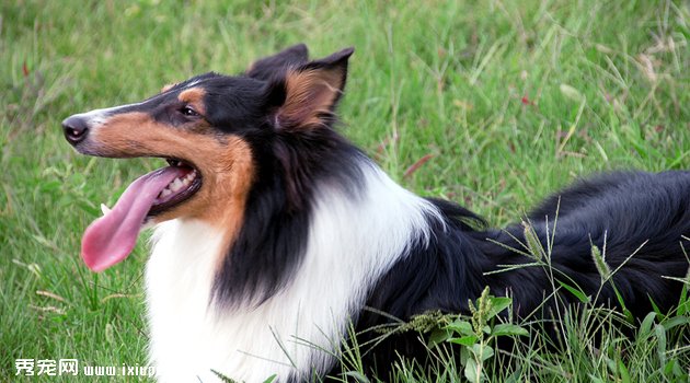 蘇格蘭牧羊犬圖片欣賞3